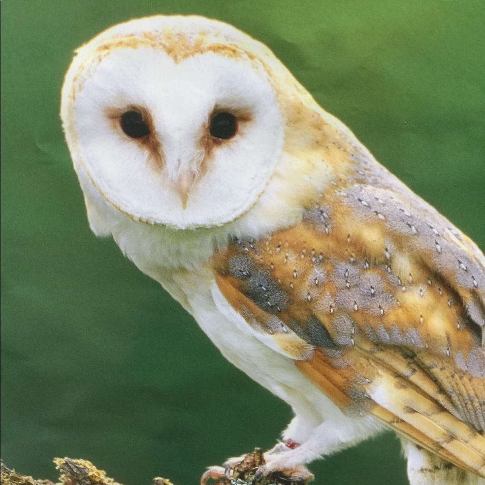 Meet your Posher, Cal